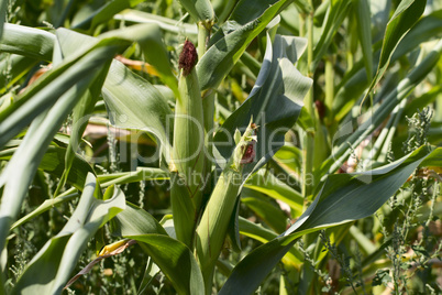 cornfields.