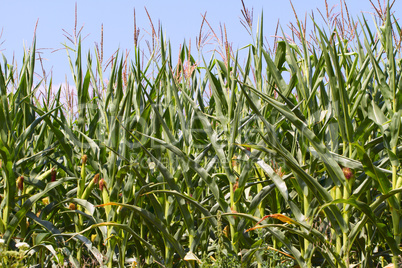 cornfields.