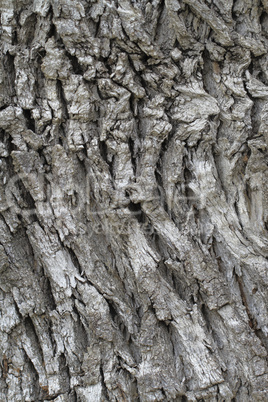 tree bark