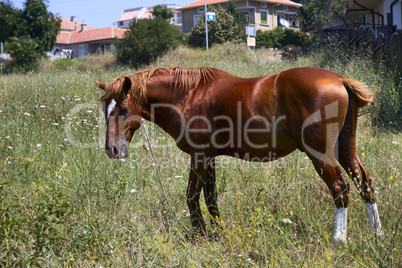 horse in the meadow.