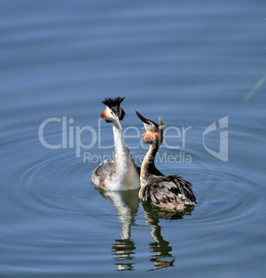 Great crested grebe ducks courtship