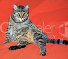 Cute cat relaxes  on a red bed