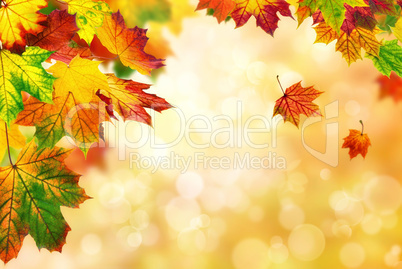 Herbst Bokeh Hintergrund verziert mit buntem Laub