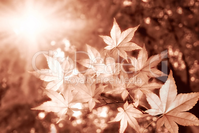 Malerische Herbstbäume mit der Sonne