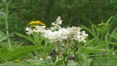 flower in a mountain forest