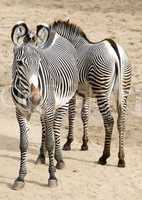 grevys zebra
