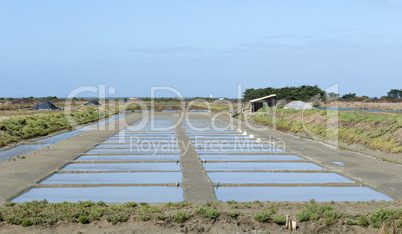 salt marsh