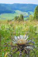 Silberdistel, Carlina acaulis, auf der Schwäbischen Alb