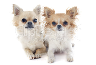 chihuahuas