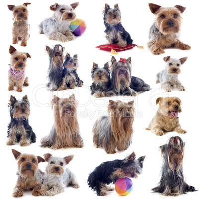 yorkshire terriers