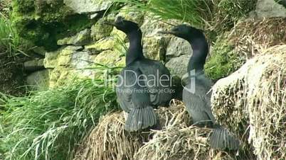 cormorants on a rock