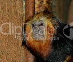 Golden lion tamarin