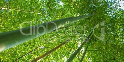 bamboo plants - panorama