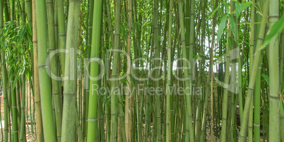 bamboo picture - panorama