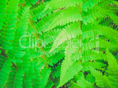 retro look fern picture