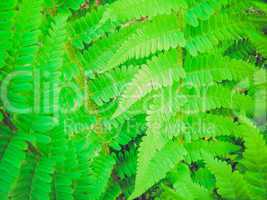 retro look fern picture