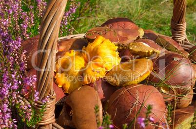 basket with mushrooms