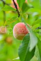 the peach, prunus persica,