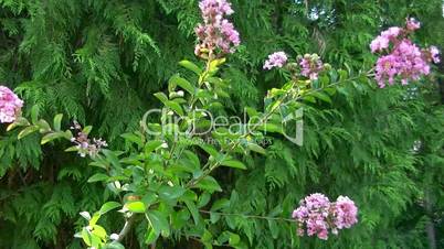 flowering bush