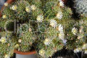 Cactus with yellow flowers