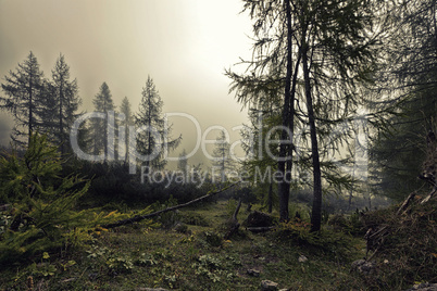 A mystical forest with fog and shining behind trees