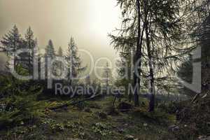 A mystical forest with fog and shining behind trees