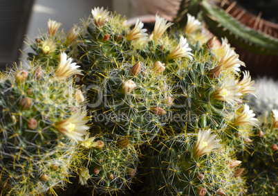 Cactus with yellow flowers