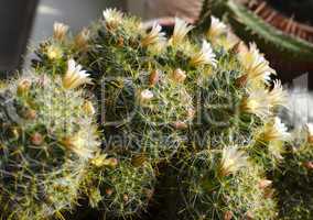 Cactus with yellow flowers