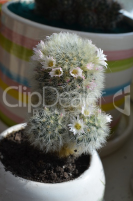 Cactus with flowers