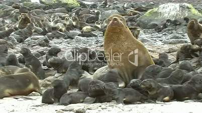 children of sea lions