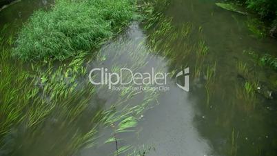 river with algae