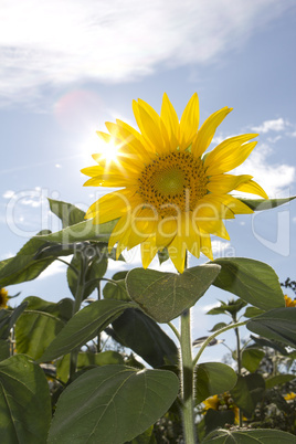 Sonnenblume