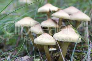 Eine  Gruppe Pilze im Wald