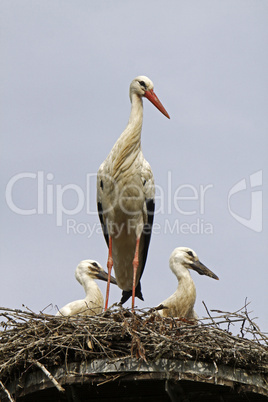 Storchennest