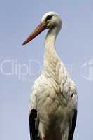 Storch