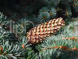 Fir cone