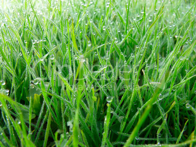 Green grass