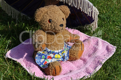 Teddybär beim Sonnenbaden