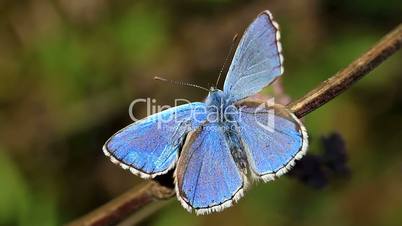 Closeup butterfly of common blue