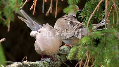Eurasian Collared Dove couple self cleaning
