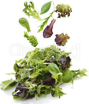 Salad Leaves