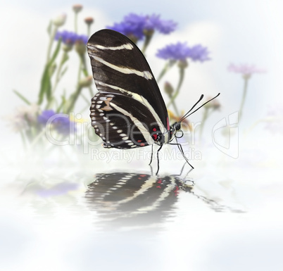 butterfly with reflection