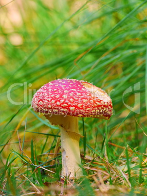 Fliegenpilz (Amanita muscaria)