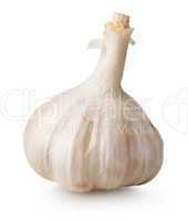 White garlic