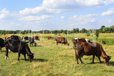 stove of cows