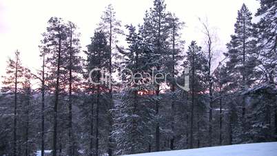 Pine on a background of the coming sun