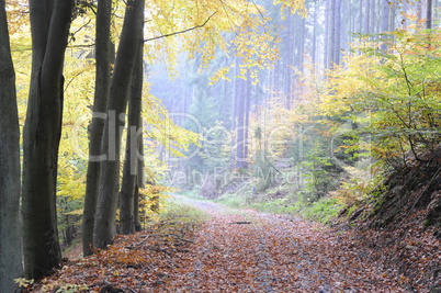 waldweg