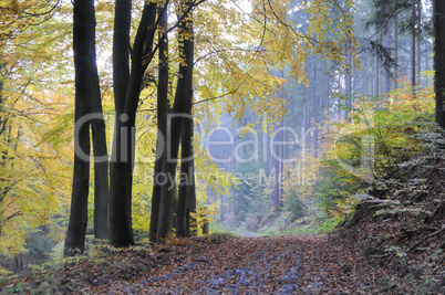 waldweg