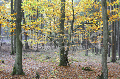 herbstwald