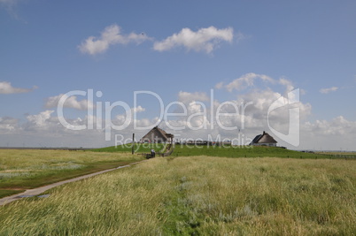 hamburger hallig